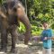 thai intro tour elephant